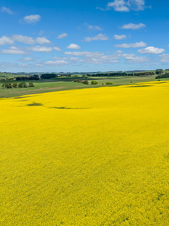 Spring Canola Crop in the NSW Central West Countryside