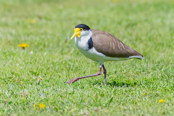 Masked Lapwing also known as a Plover bird on the grass