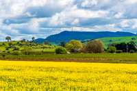 Spring Canola Crop in the NSW Central West Countryside