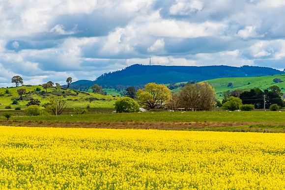 Spring Canola Crop in the NSW Central West Countryside