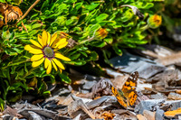 Meadow Argus Butterfly on a yellow Blue Eyed Beauty Osteospermum