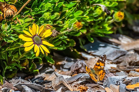 Meadow Argus Butterfly on a yellow Blue Eyed Beauty Osteospermum