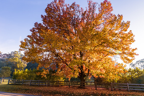 Early Morning Autumn Hues