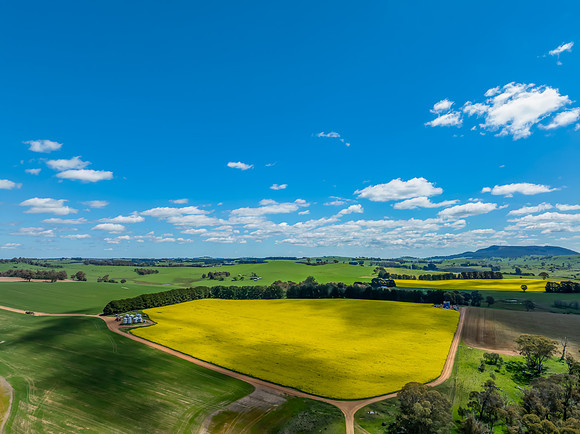 Spring Canola Crop in the NSW Central West Countryside