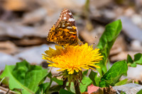 Australian Painted Lady Butterfly and a yellow Dandelion flower