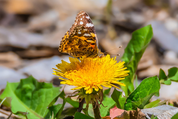 Australian Painted Lady Butterfly and a yellow Dandelion flower