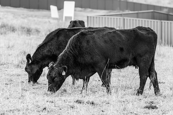 Cows in the paddock on a cold Winter's day
