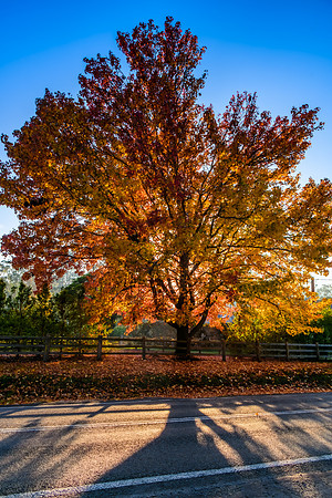 Early Morning Autumn Hues