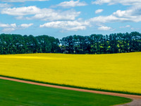 Spring Canola Crop in the NSW Central West Countryside