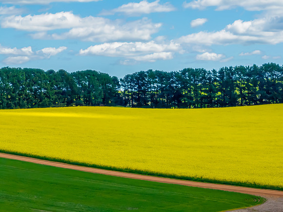 Spring Canola Crop in the NSW Central West Countryside