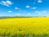 Spring Canola Crop in the NSW Central West Countryside