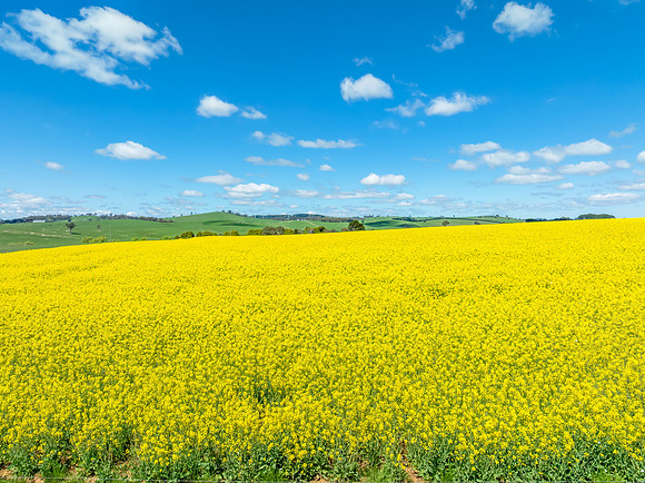 Spring Canola Crop in the NSW Central West Countryside