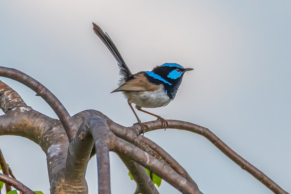 Male Superb Fairy-wren on the tree branch