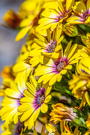 Yellow Blue Eyed Beauty Osteospermum flowers in the garden