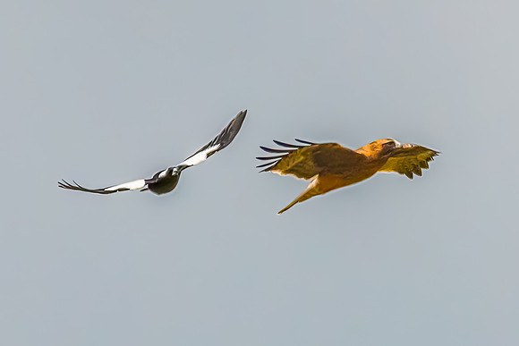Australian Magpie challenging a Light-morph Little Eagle in an o
