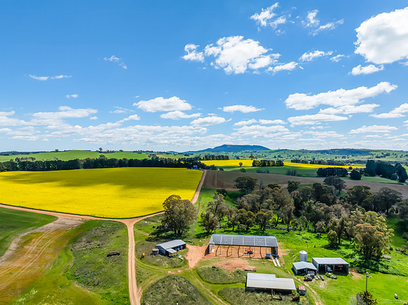 Spring Canola Crop in the NSW Central West Countryside
