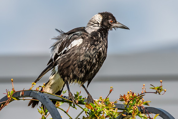 Wet Australian Magpie After a Bath