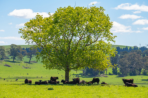 A Spring day in the green and hilly Central West NSW countryside