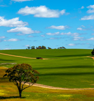Spring Canola Crop in the NSW Central West Countryside