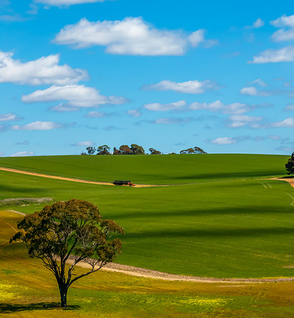 Spring Canola Crop in the NSW Central West Countryside