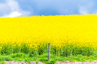 Spring Canola Crop in the NSW Central West Countryside