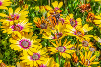 Australian Painted Lady Butterfly and a yellow Blue Eyed Beauty