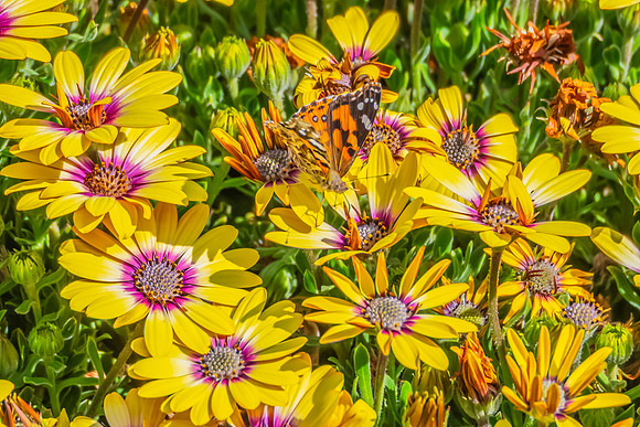 Australian Painted Lady Butterfly and a yellow Blue Eyed Beauty