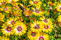 Vibrant yellow African daisies in full bloom with two butterflie