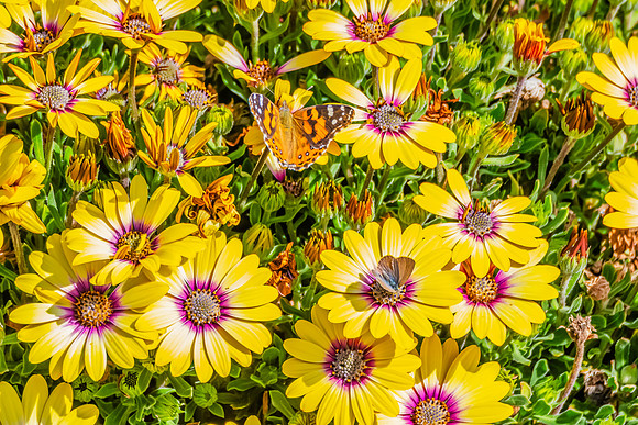Vibrant yellow African daisies in full bloom with two butterflie