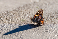 Painted Lady Butterfly with Shadow on Concrete