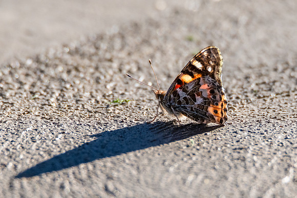 Painted Lady Butterfly with Shadow on Concrete