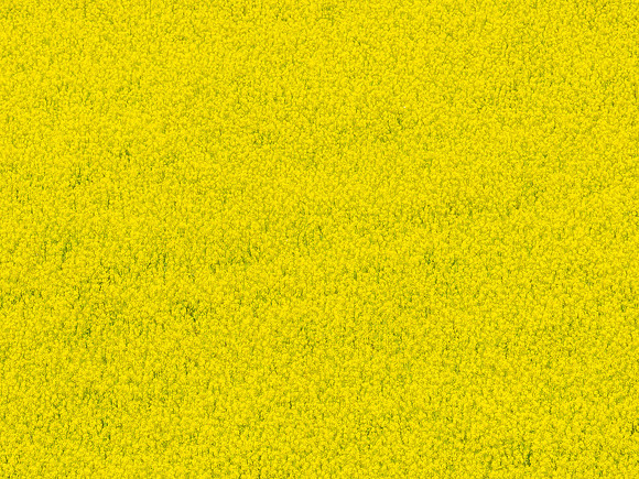 Field of Yellow