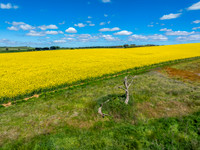Spring Canola Crop in the NSW Central West Countryside