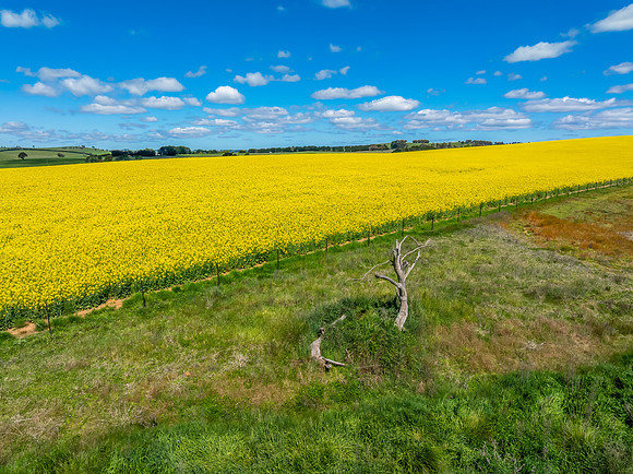 Spring Canola Crop in the NSW Central West Countryside