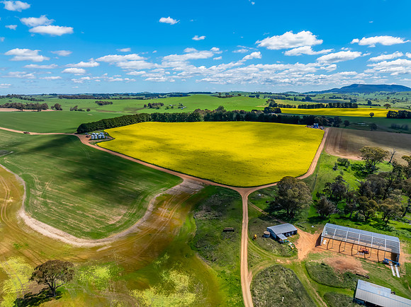 Spring Canola Crop in the NSW Central West Countryside
