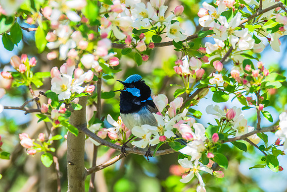Male Superb Fairywren in Spring Blossoms