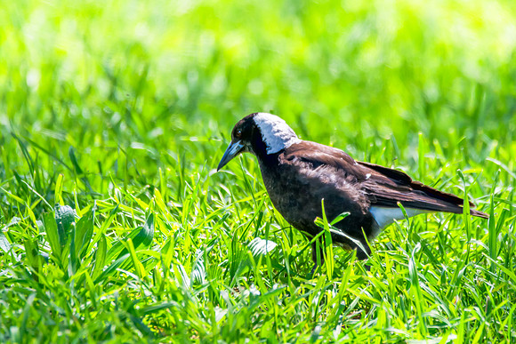 Magpie Foraging in Lush Grass
