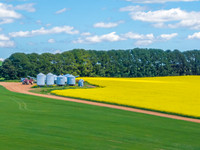 Spring Canola Crop in the NSW Central West Countryside