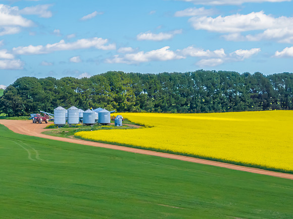 Spring Canola Crop in the NSW Central West Countryside