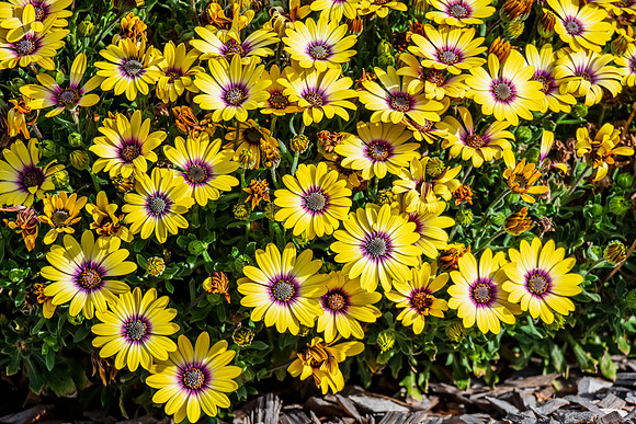 Yellow Blue Eyed Beauty Osteospermum flowers in the garden