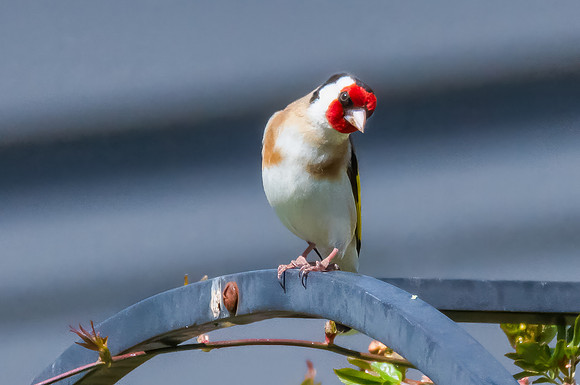 The small and multi-coloured European Goldfinch