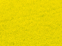 Spring Canola Crop in the NSW Central West Countryside