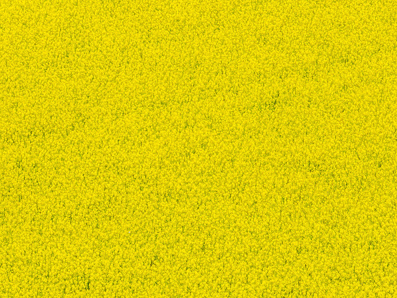 Spring Canola Crop in the NSW Central West Countryside