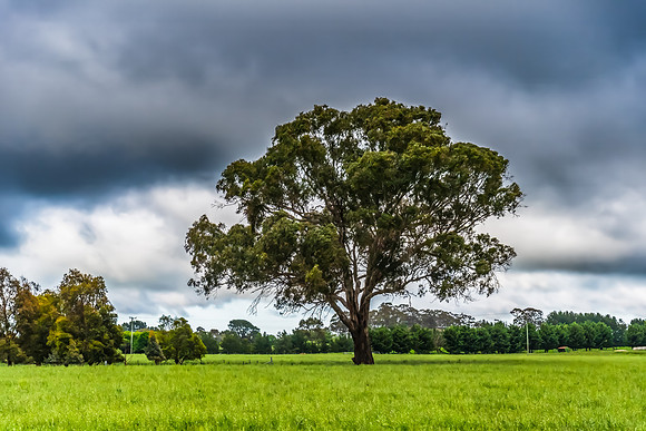 Rural landscapes on an overcast Spring day in the Central Tablel