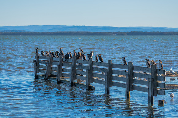 Birdlife on the lake