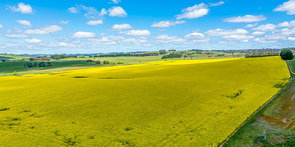 Spring Canola Crop in the NSW Central West Countryside