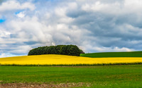 Spring Canola Crop in the NSW Central West Countryside