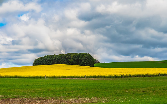 Spring Canola Crop in the NSW Central West Countryside
