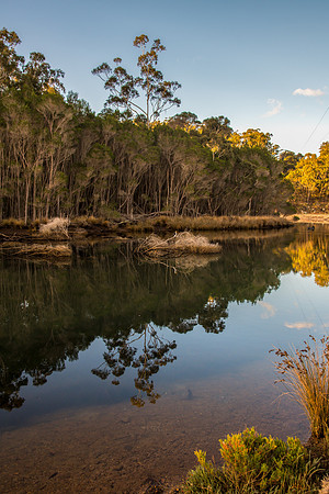 Late afternoon tree reflections at the creek