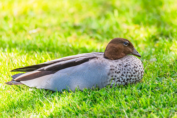 Male Australian Wood Duck on the green grass